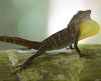 Lizard activity levels can help scientists predict environmental change