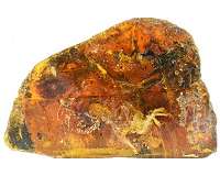 Ancient amber reveals lacewing diversity during Mesozoic
