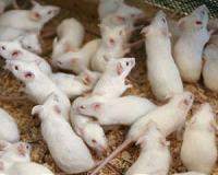 Mice, fish and flies: the animals still being sent into space