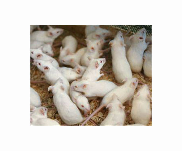 Healthy mouse offspring born from space preserved stem cells