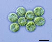 Algorithm ranks thermotolerance of algae