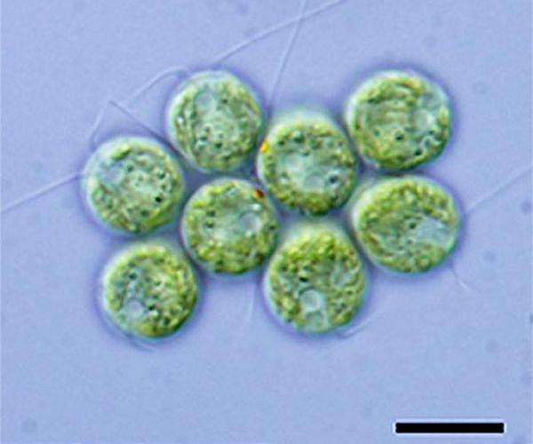 Algae reveal clues about climate changes over millions of years