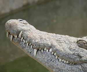 Mammal-Like Crocodile Fossil Found In East Africa