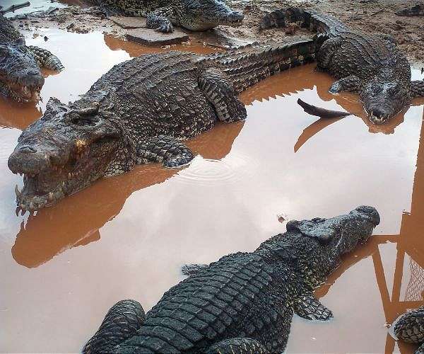 Thai farm culls 125 crocodiles as floodwaters rise