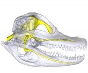 New measurement of crocodilian nerves could help scientists understand ancient animals