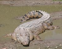 Crocodiles actually do sleep with one eye open