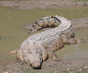 Crocodiles a risk as Australian floodwaters recede
