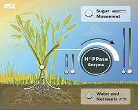 ASU researcher improves crop performance with new biotechnology