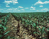 Second-Generation Biofuels Heading Steadily Towards Commercial Success