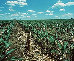 Super-Yeast Generates Ethanol From Energy Crops And Agricultural Residues