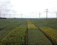 What a 'CERN' for agricultural science could look like