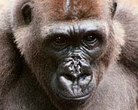 World's Most Endangered Gorilla Fights Back