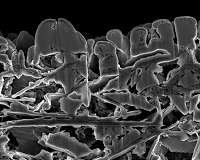 Graphene girders doubles life of lithium batteries