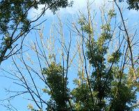 New warning over spread of ash dieback
