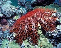 Scientists sound alarm over starfish threat in Indonesia