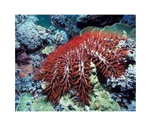 Australia scientists tackle reef-killing starfish
