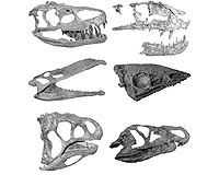 Luck Gave Dinosaurs An Edge