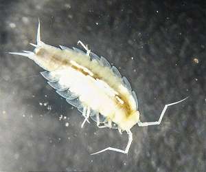Astronauts bring back new life