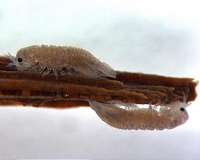 Why a curious crustacean could hold secret to making renewable energy from wood