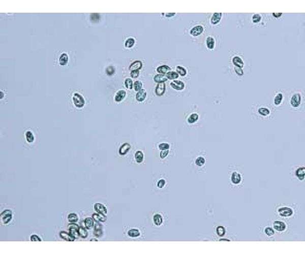 Experiments show algae can survive in Mars-like environment