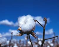 US cotton subsidies tangle up trade talks