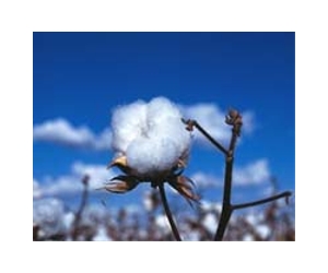Pakistan cotton crop failure hands opportunity to India