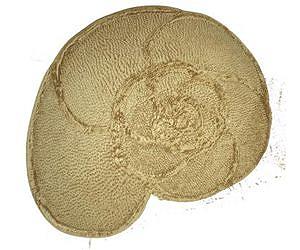 Reading ancient climate from plankton shells
