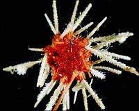 Marine census surprises scientists