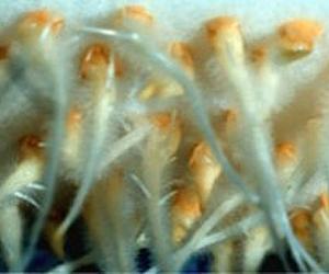 Gardening In Space With HydroTropi