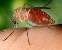 Hybrid 'super mosquito' resistant to insecticide-treated bed nets