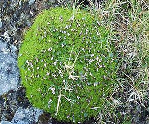 Cushion plants help other plants survive