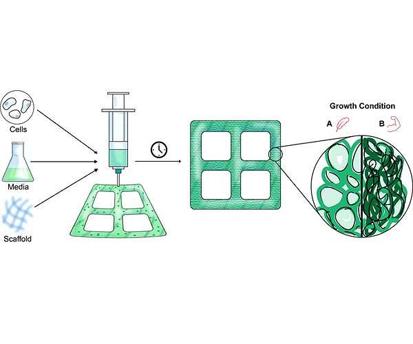 Toward customizable timber, grown in a lab