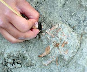 'Inhabitants of Madrid' ate elephants' meat and bone marrow 80,000 years ago