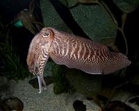 Diverse sea creatures evolved to reach same swimming solution