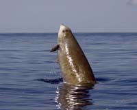 Cuvier's beaked whales set new breath-hold diving records
