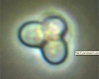 Yellowstone Alga Detoxifies Arsenic