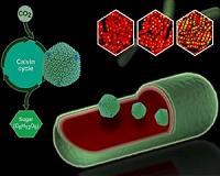 Illuminating the inner 'machines' that give bacteria an energy boost