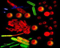 New biofuels source is discovered