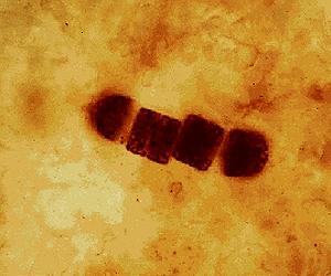 How Microbes Could Help Colonize Mars