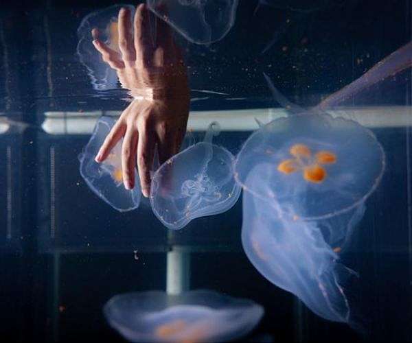 'Cyborg jellyfish' could aid in deep-sea research, inspire next-gen underwater vehicles