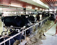 Dairy Farms Now Use Less Land, Feed And Water