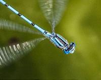 Insects' fear limits boost from climate change