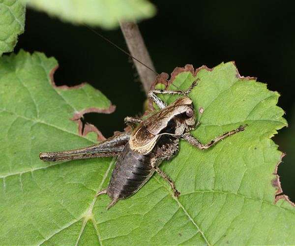 The reasons why insect numbers are decreasing
