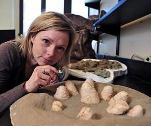 Canadian researchers discover fossils of first feathered dinosaurs from North America