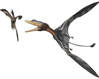 Scientists find flying reptile an odd duck