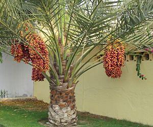 Date palm juice: A potential new 'green' anti-corrosion agent for aerospace industry