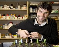 UGA researchers discover how parasitic plants know when to attack