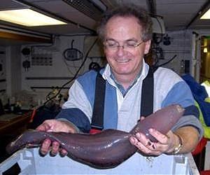 Natural iron fertilisation influences deep-sea ecosystems off the Crozet Islands