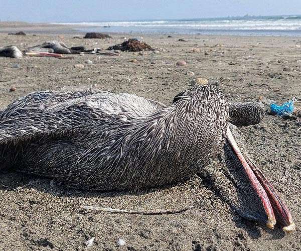Chile says recent mass seabird death not due to avian flu