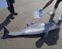 Deepwater Horizon spill contributed to high number of dolphin deaths